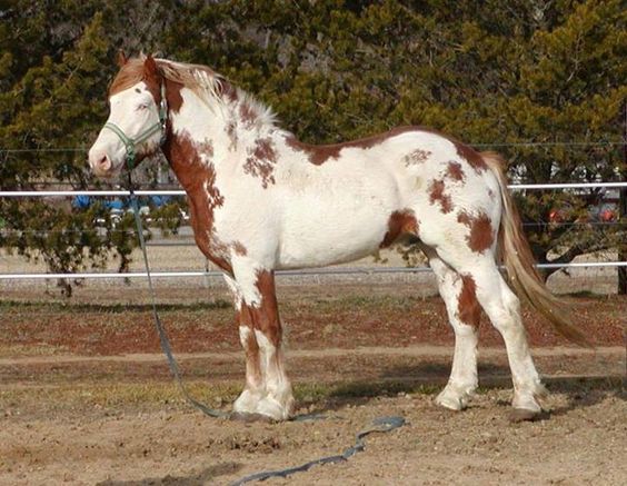 Big Jake - Red Roan Draft Horse